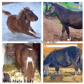 Mini-Mule Rudy